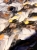 IMG_4079.jpeg